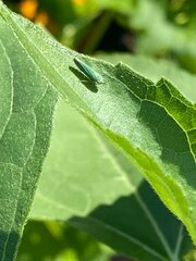 Graphocephala atropunctata