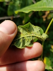 Pseudomicrostroma juglandis