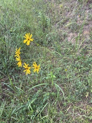 Helianthus atrorubens