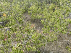 Prunus americana