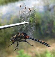 Leucorrhinia rubicunda