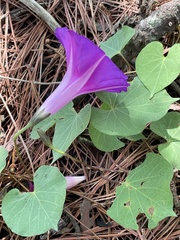Ipomoea orizabensis orizabensis