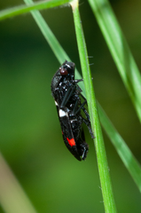 Callitettix versicolor