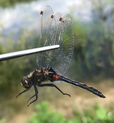 Leucorrhinia rubicunda