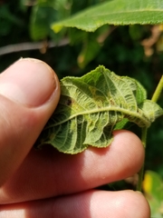 Pseudomicrostroma juglandis