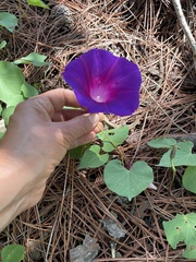 Ipomoea orizabensis orizabensis