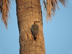 Melanerpes aurifrons