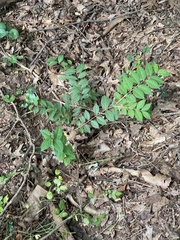 Lagerstroemia subcostata