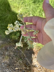 Pseudognaphalium stramineum