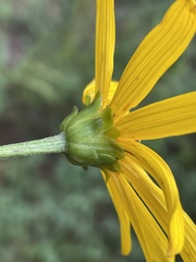 Helianthus atrorubens