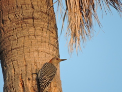 Melanerpes aurifrons