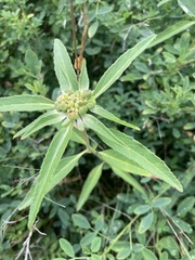 Euphorbia dentata
