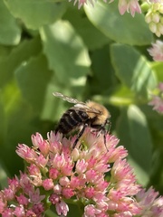 Bombus impatiens