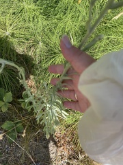 Pseudognaphalium stramineum