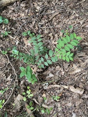 Lagerstroemia subcostata
