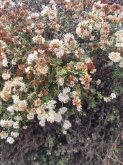 Eriogonum parvifolium