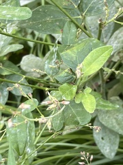 Desmodium perplexum