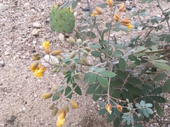 Senna covesii