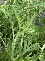 Lepidium didymum