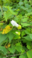Convolvulus