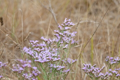Limonium vulgare