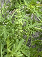 Lepidium didymum