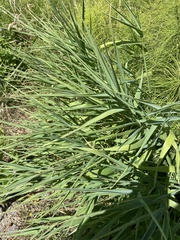 Phalaris arundinacea