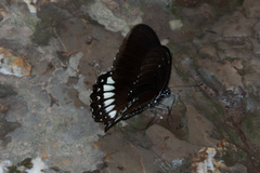 Papilio castor