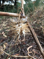Datura discolor