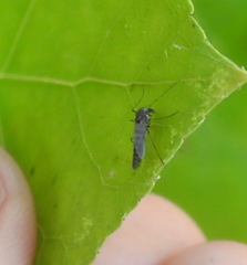 Pterygota