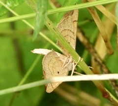 Eulithis testata