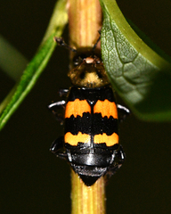 Nicrophorus tomentosus
