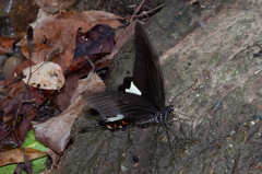 Papilio helenus