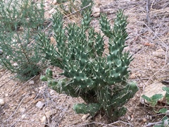 Cactaceae