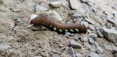 Eumorpha pandorus