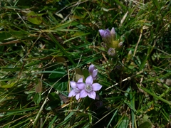 Gentianella