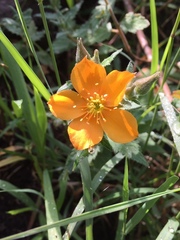 Mentzelia hispida
