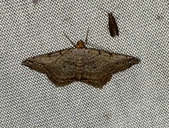 Macaria aequiferaria