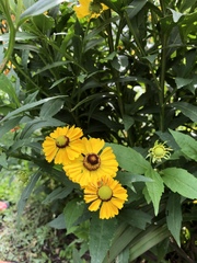 Helenium