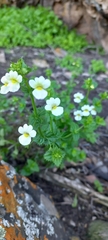 Nemesia floribunda