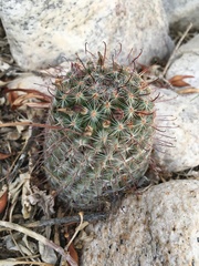 Mammillaria grahamii