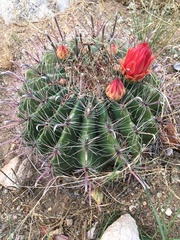 Ferocactus wislizeni