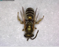 Halictus