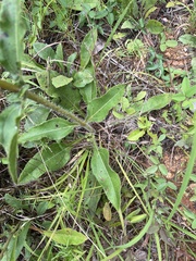 Helianthus atrorubens