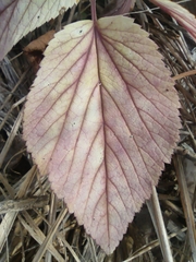 Aegopodium podagraria