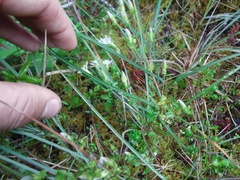 Gentiana douglasiana