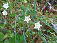 Gentiana douglasiana