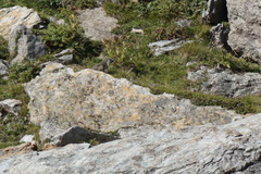 Marmota marmota