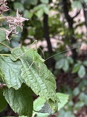 Leptophyes punctatissima