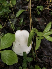 Hygrophorus eburneus